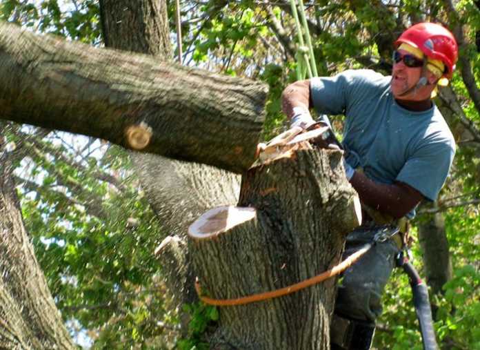 Tree Removal Services Experts In Lothian MD