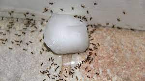 The Best Borax Ant Killer