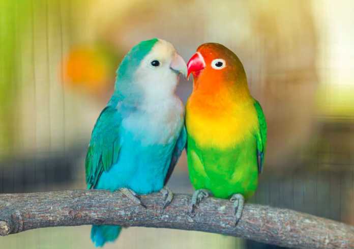 love birds