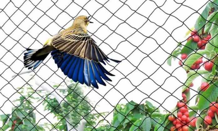  bird net installation