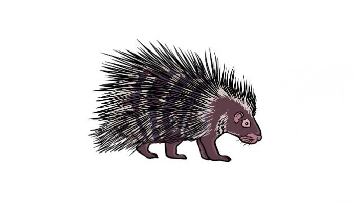 How to Draw a Porcupine