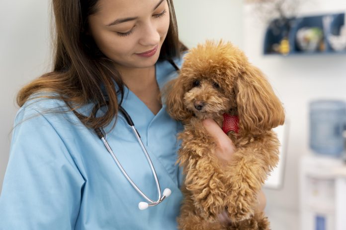 veterinary doctor