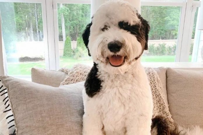 grooming guide of sheepadoodle