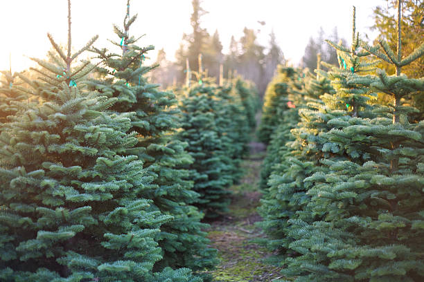 Real Christmas Trees