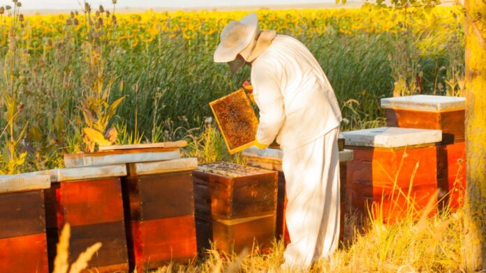 beehives for sale