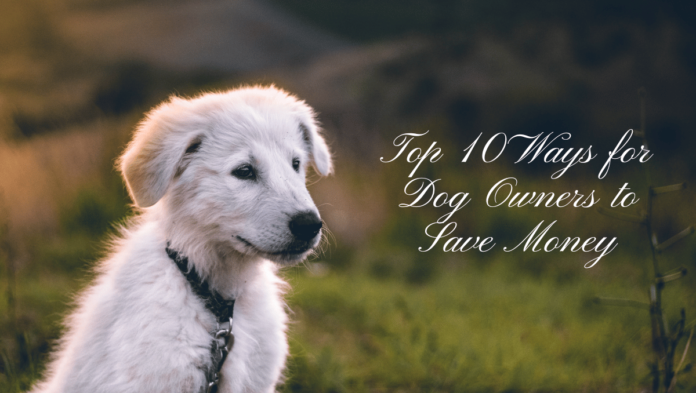 Top 10 Ways for Dog Owners to Save Money