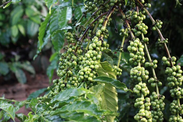 Atlantica coffee | green coffee beans