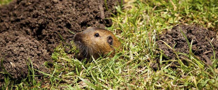 gopher removal