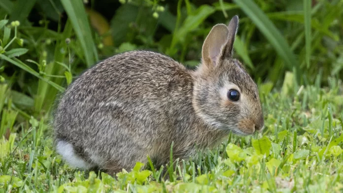 Can Rabbits Eat Broccoli