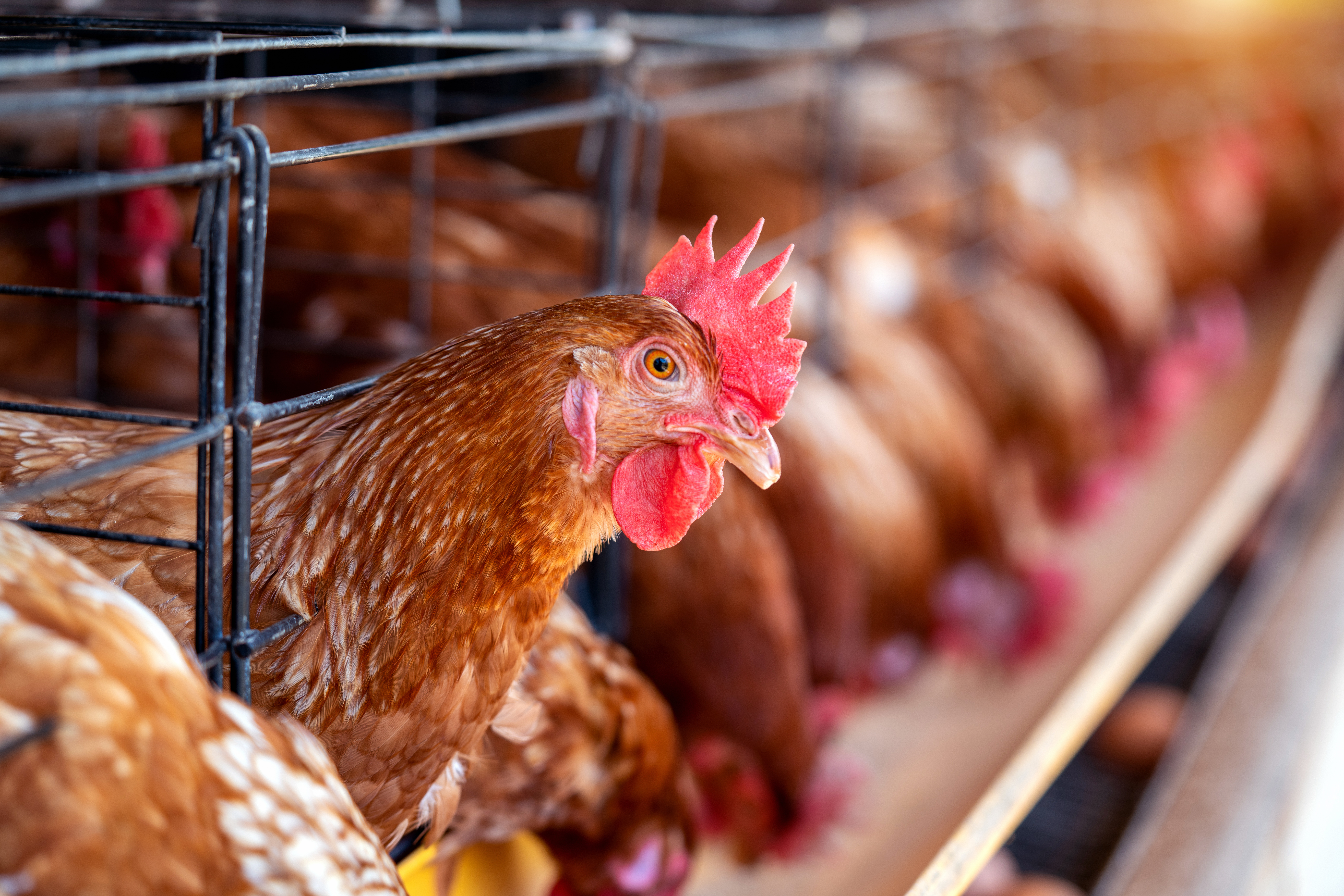 Common Chicken Illnesses: A Guide for Poultry Keepers