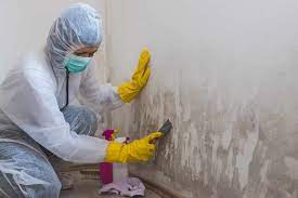 Expert Mold Remover From Carpet In Tampa FL