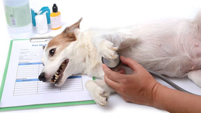 7 Signs Your Pet Needs Urgent Veterinary Care