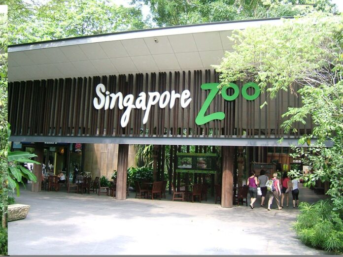 singapore zoo