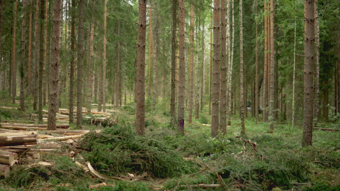 Tree Thinning