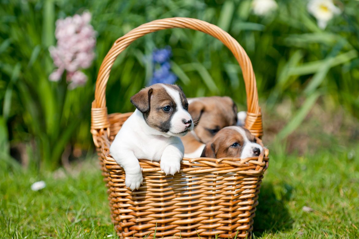 Welcome to Dogsy—Your ultimate canine companion connection in Ireland!