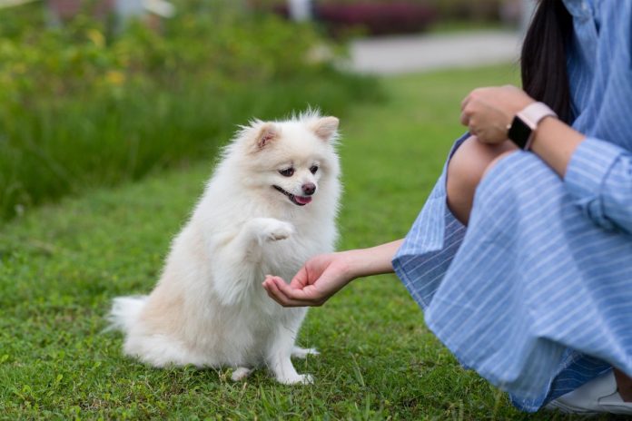 Bark Collars Debated Tools in Pet Training