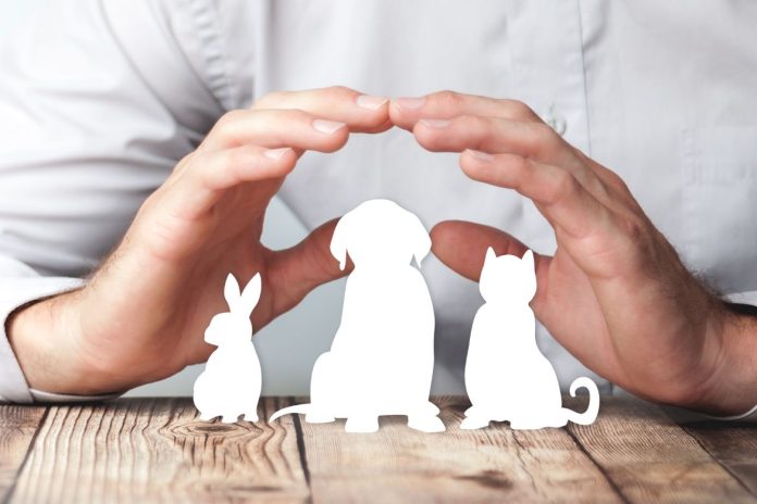Furry Friends on the Move Traveling with Pets and Ensuring Coverage with Pet Insurance for Unexpected Situations