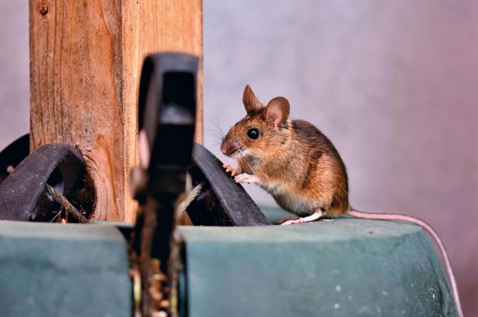 Rat Removal Services in Tampa