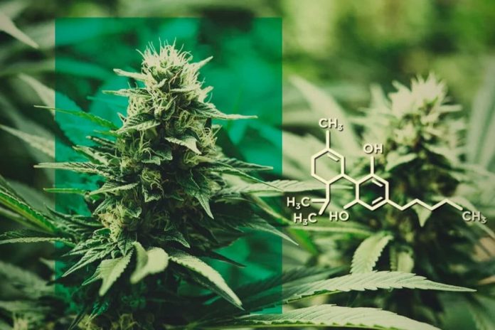 Unlocking the Potential of Full Spectrum CBD Oil with Seabedee