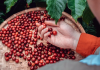 ethically sourced coffee
