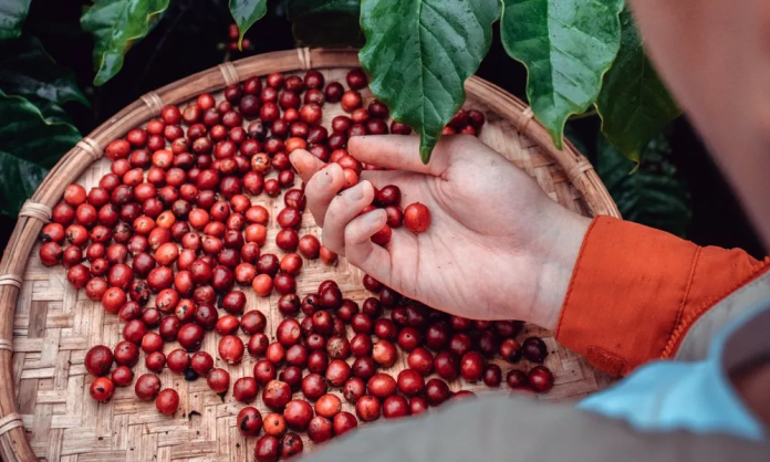 ethically sourced coffee