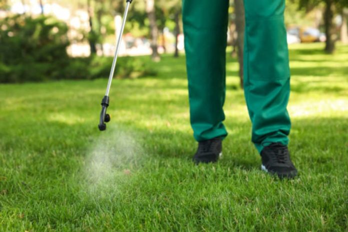 Guardians of the Green Mastering Lawn Pest Control for a Thriving Outdoor Oasis