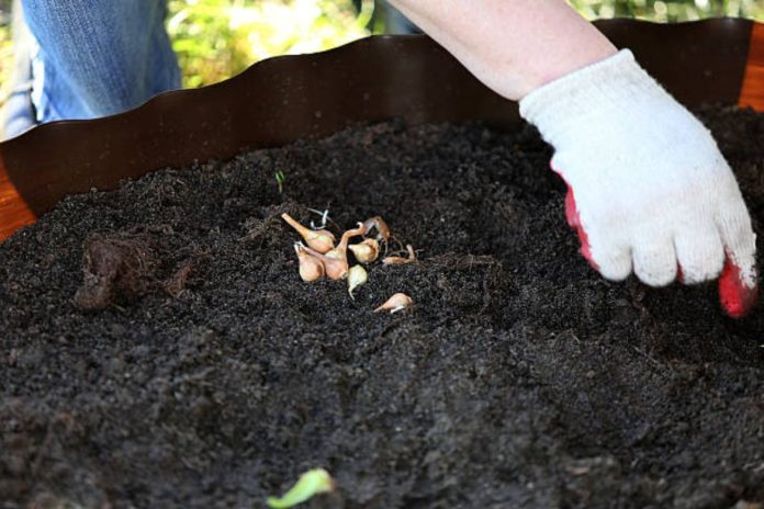 How Mushroom Compost Improves Plant Growth