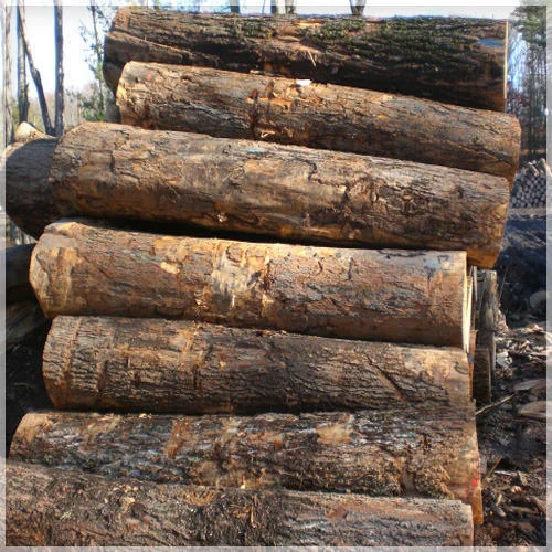 kikar wood price in pakistan