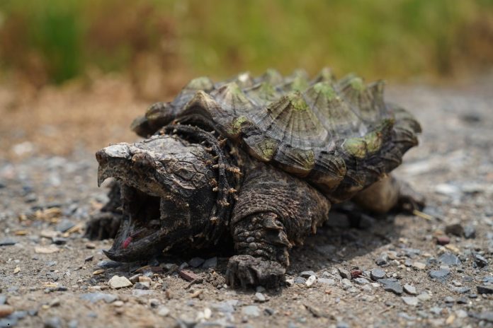 Alligator Snapping Turtle Unique Traits and Natural Habitat