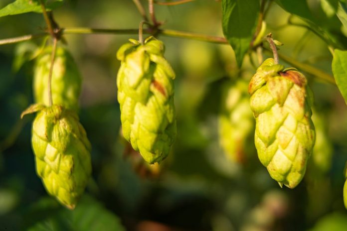 Use of Wet and Dry Hops in Brewing