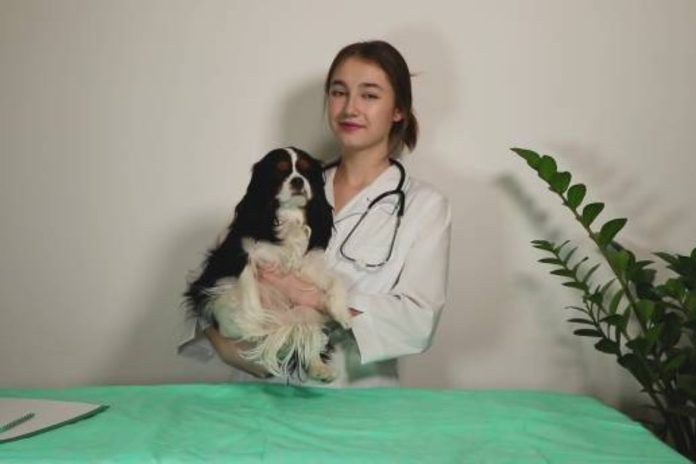 Who is the Closest Veterinarian to Ivy, VA?