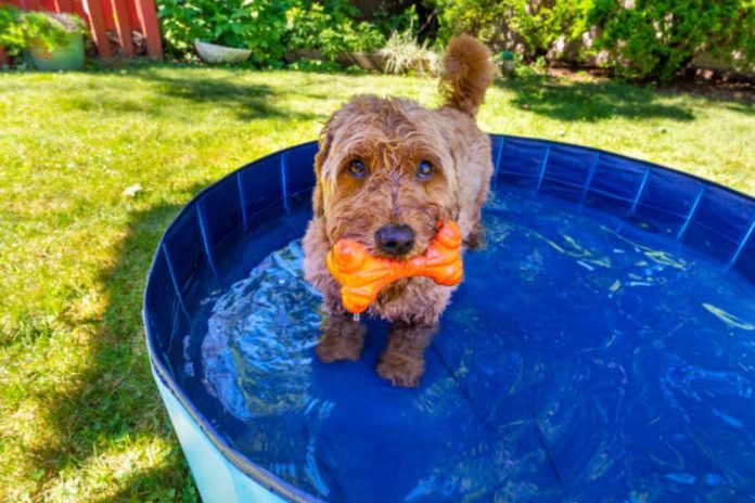 How to Keep Your Dog Hydrated Essential Tips for Pet Owners