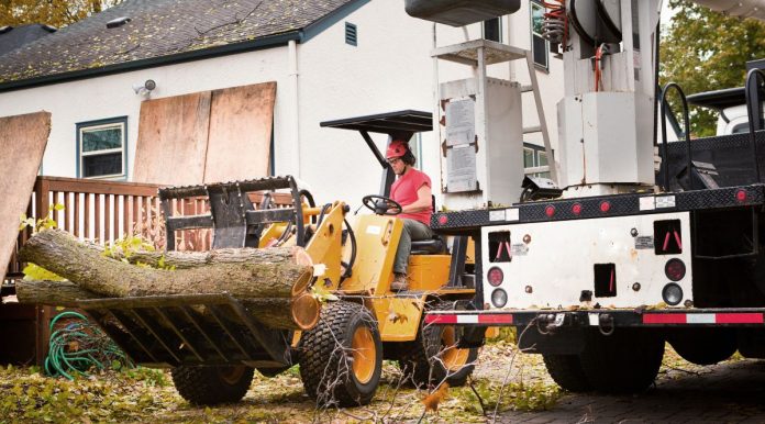 Farewell, Friend? Is Tree Removal Necessary, and Why Is It Wise to Hire Tree Cutting Services in Philadelphia?