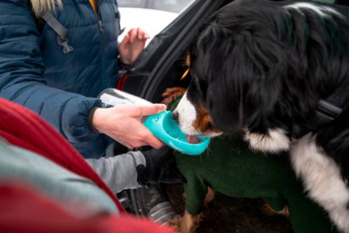 Essential Features to Consider in a Dog Travel Water Bottle