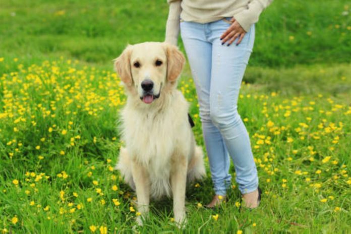 Essential Training Commands for Your Golden Retriever A Comprehensive Guide