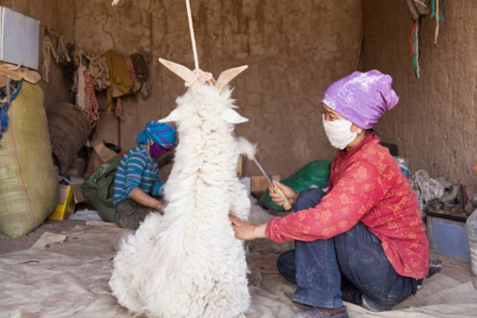 How Mongolian Cashmere Manufacturers are Leading the Industry？