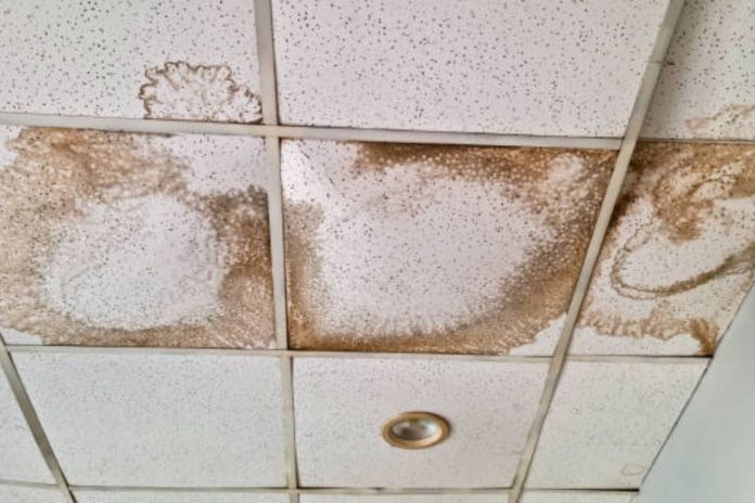 Mold Growth and the Importance of Mold Inspections