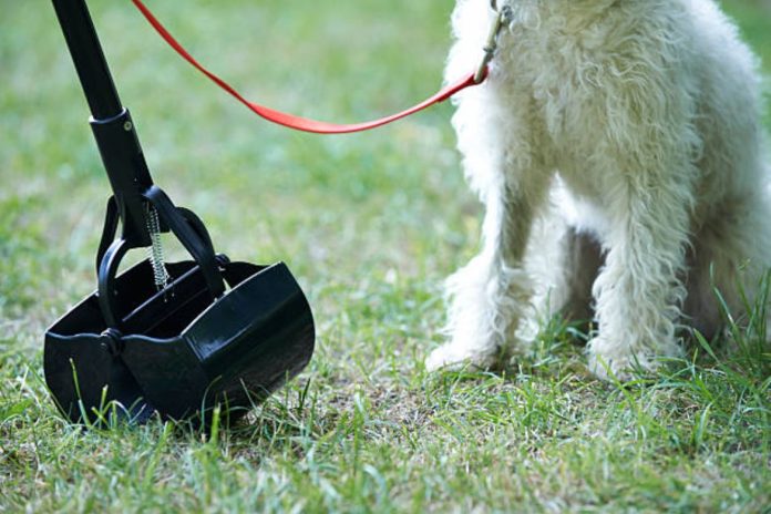 Keeping Port St. Lucie Parks Clean with Dog Pooper Scooper Services