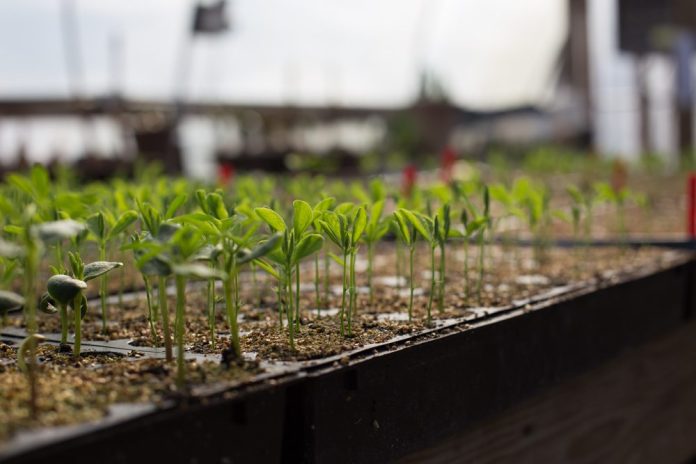 Seed Trays with Dome