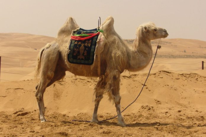 The Impact of Camel Milk on Cardiovascular Health: What the Research Shows