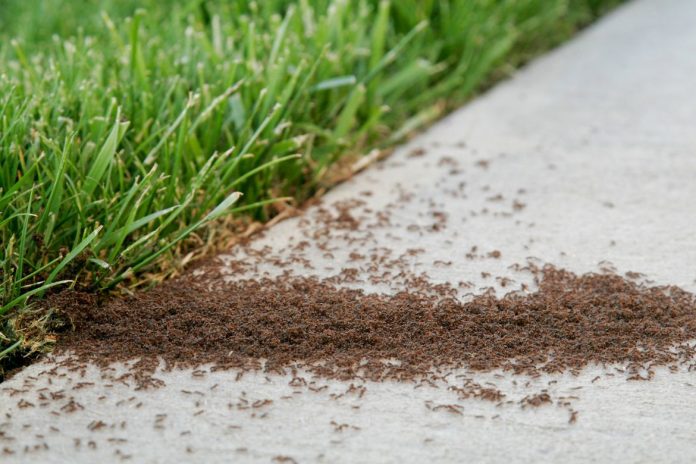Ant Control: How the Pacific Northwest Climate Affects Ant Colonies