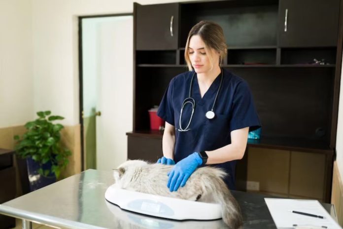 The Best Veterinarian in Ozark, Missouri: Why McClure Vet Clinic Earns the Top Spot