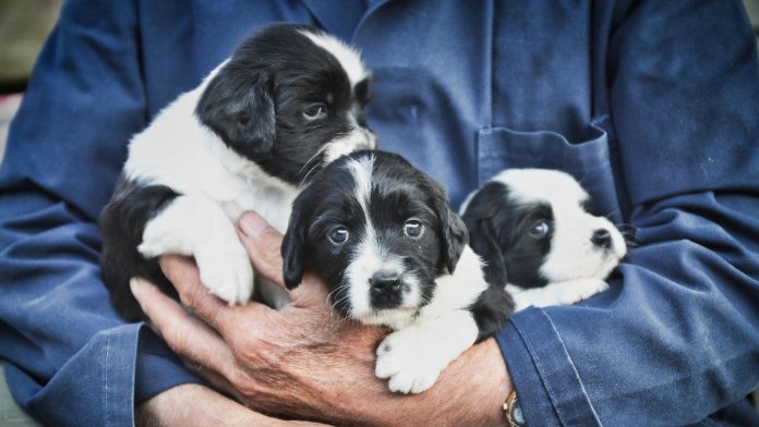 How Canadians Can Compare Breeders Faster—Without Cutting Corners