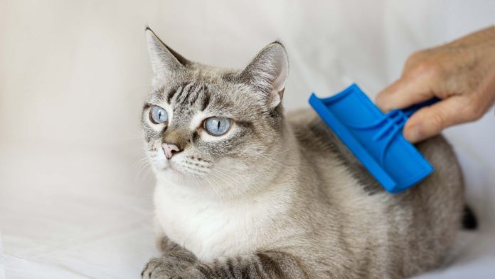 Best Pet Grooming Kits Every Pet Owner Should Know About