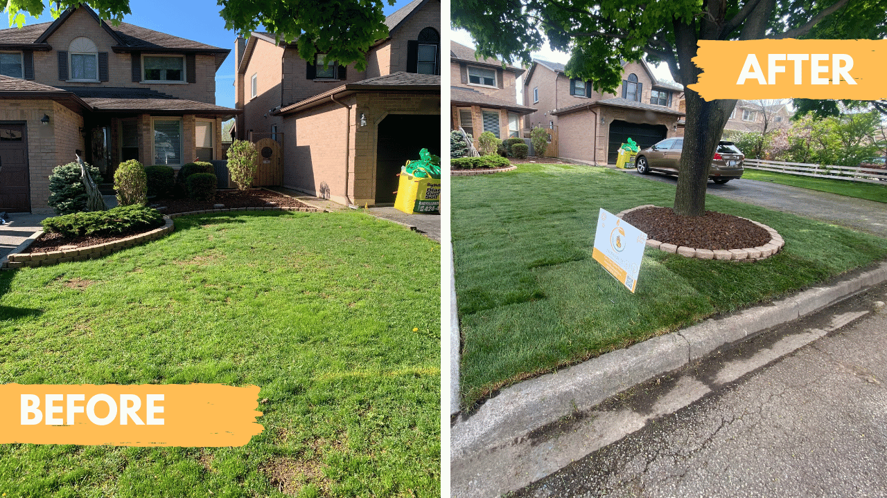 How Long Does Sod Take to Root? A Week-by-Week Timeline for Hamilton Homeowners