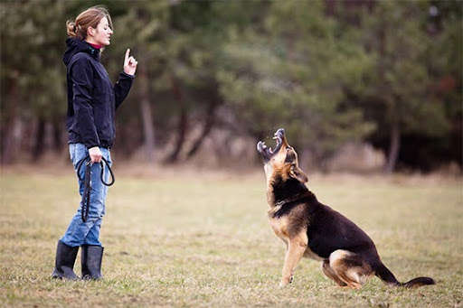 How to Choose the Right Dog Boarding Services in Sydney