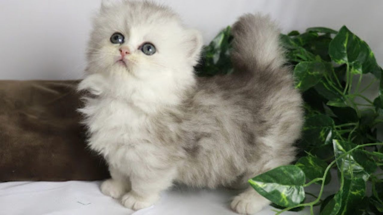 Minuet Cat in Portugal