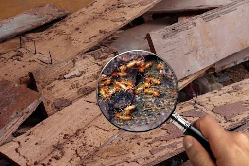 Termite inspections in Canberra