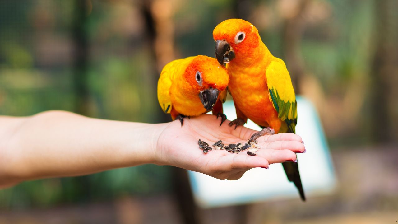 Bird-Safe Renovations: Paints, Adhesives, and Air Quality