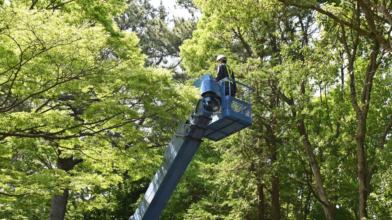 When Should You Call Professional Tree Services — A Homeowner’s Checklist 